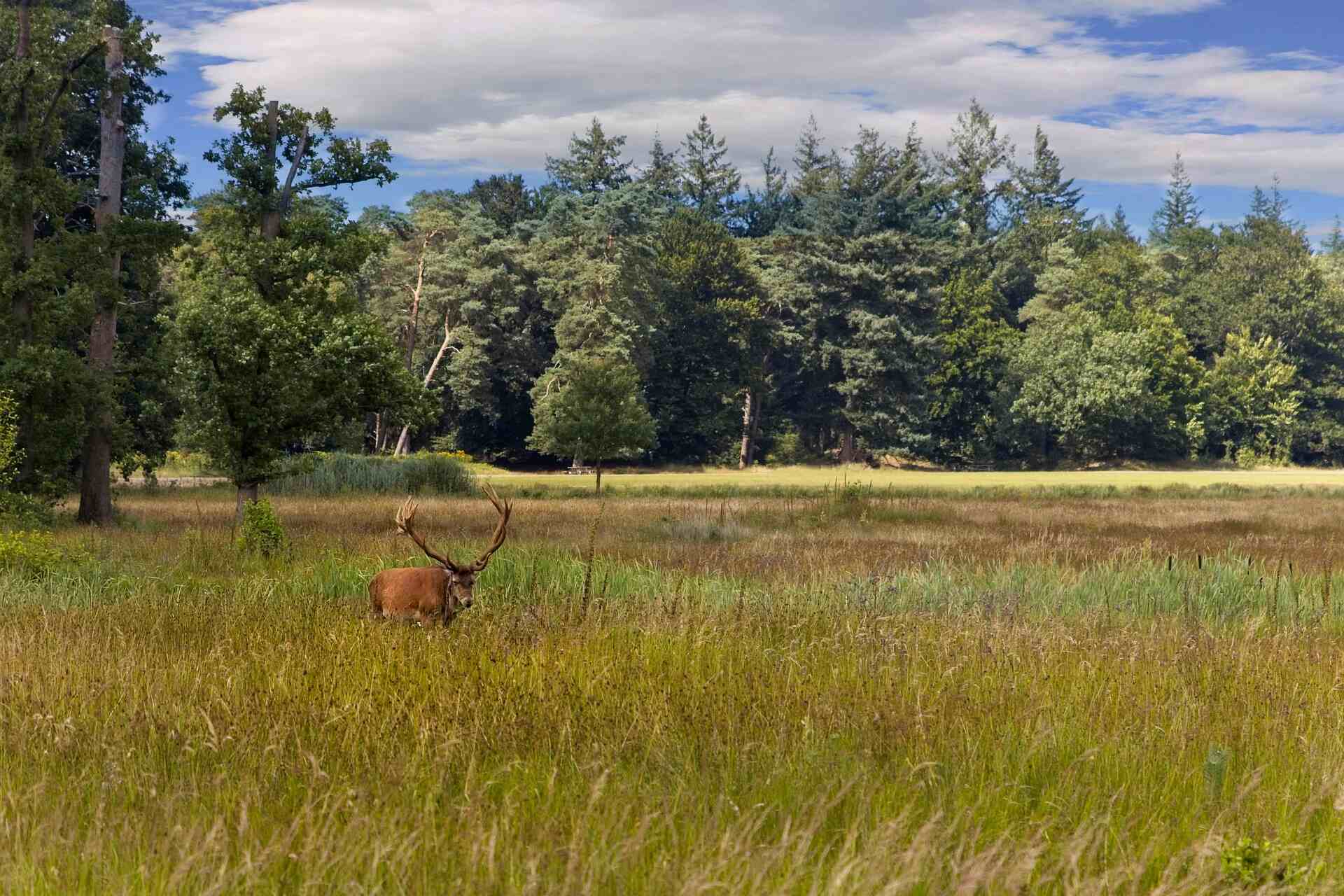 Wild spotten op de Veluwe: tips & beste plekken - Veluwepark Voorthuizen