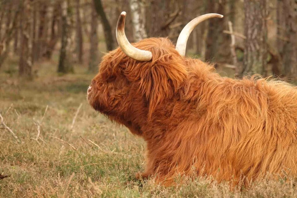 Wild spotten op de Veluwe: tips & beste plekken - Veluwepark Voorthuizen