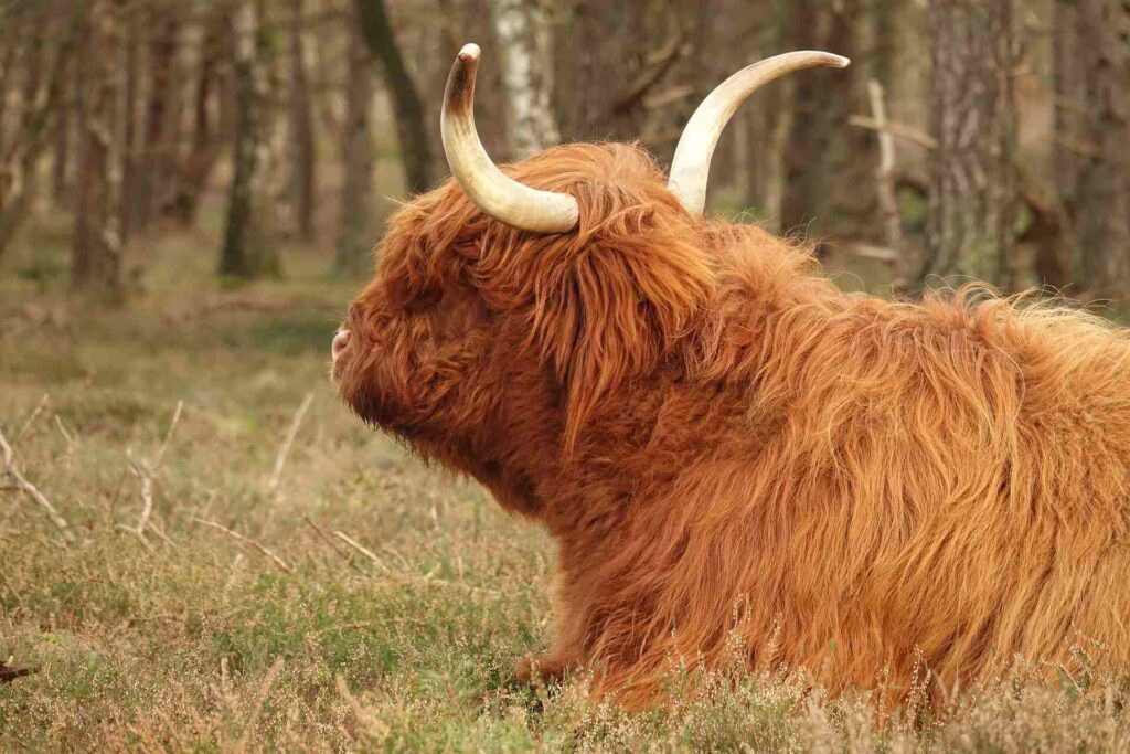 Wild spotten op de Veluwe: tips & beste plekken - Veluwepark Voorthuizen