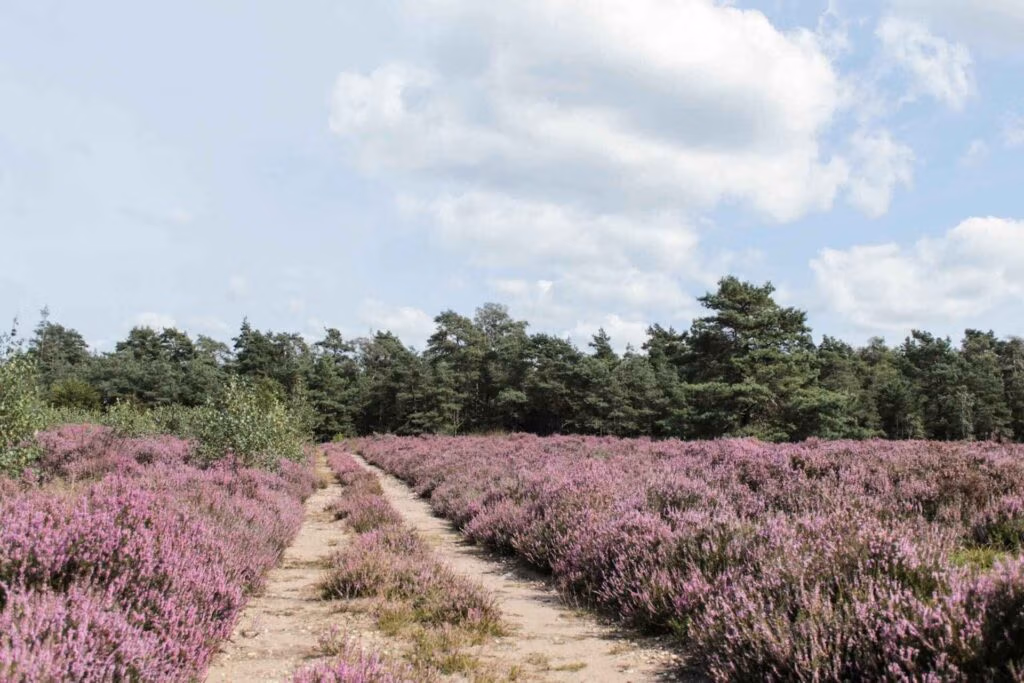 Vakantiehuisje Voorthuizen
