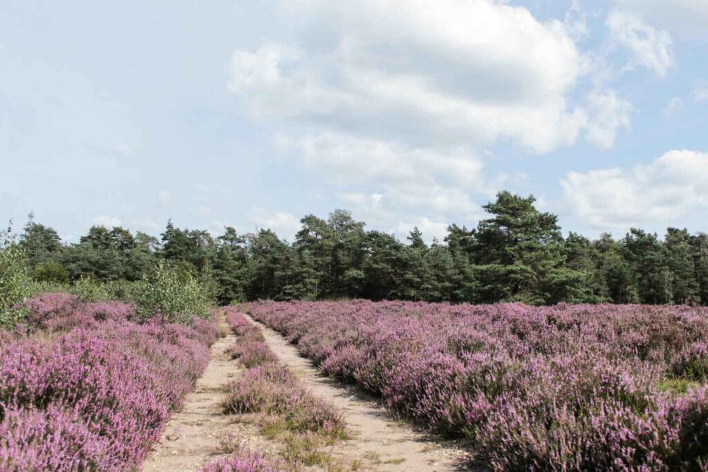 Vakantiehuisje Voorthuizen