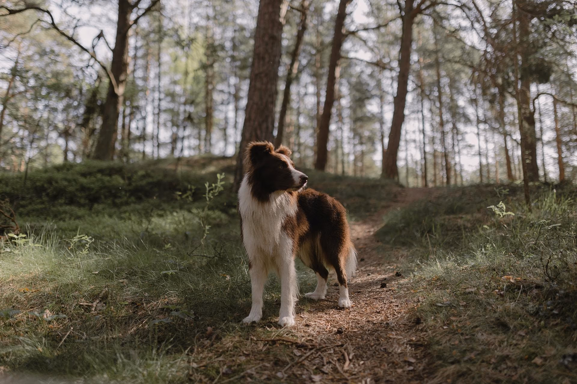 Met de hond naar de Veluwe - Veluwepark Voorthuizen