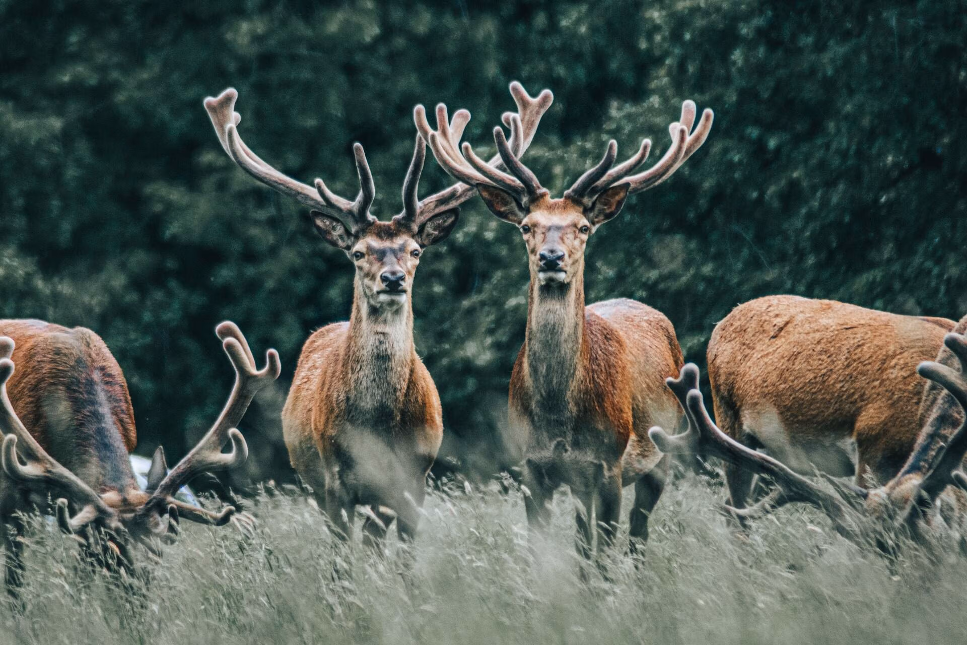 De hertenbronst op de Veluwe - Veluwepark Voorthuizen