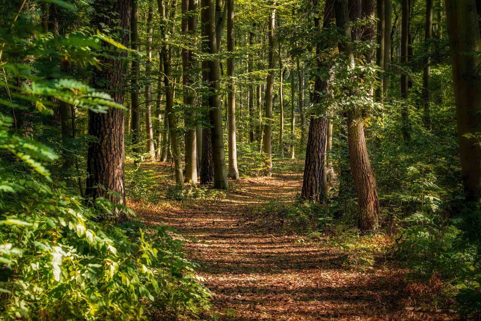 Wandelroutes vanuit Voorthuizen - Veluwepark Voorthuizen